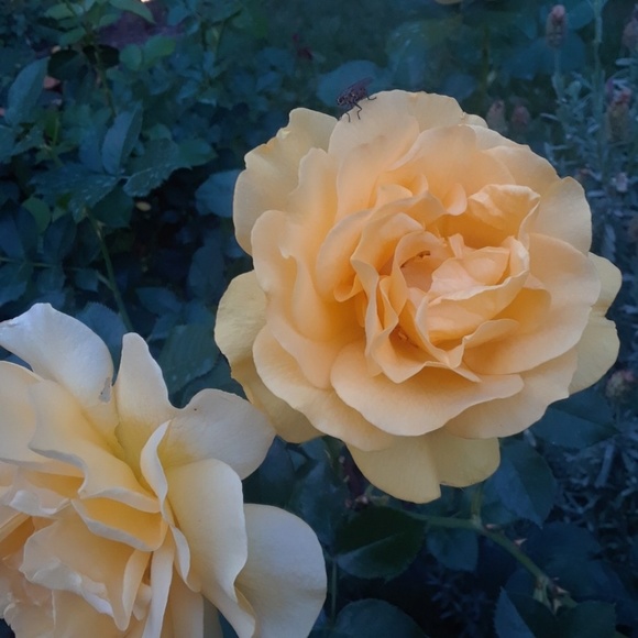 INFO: Clothes, Offers, - Picture 1 of 2